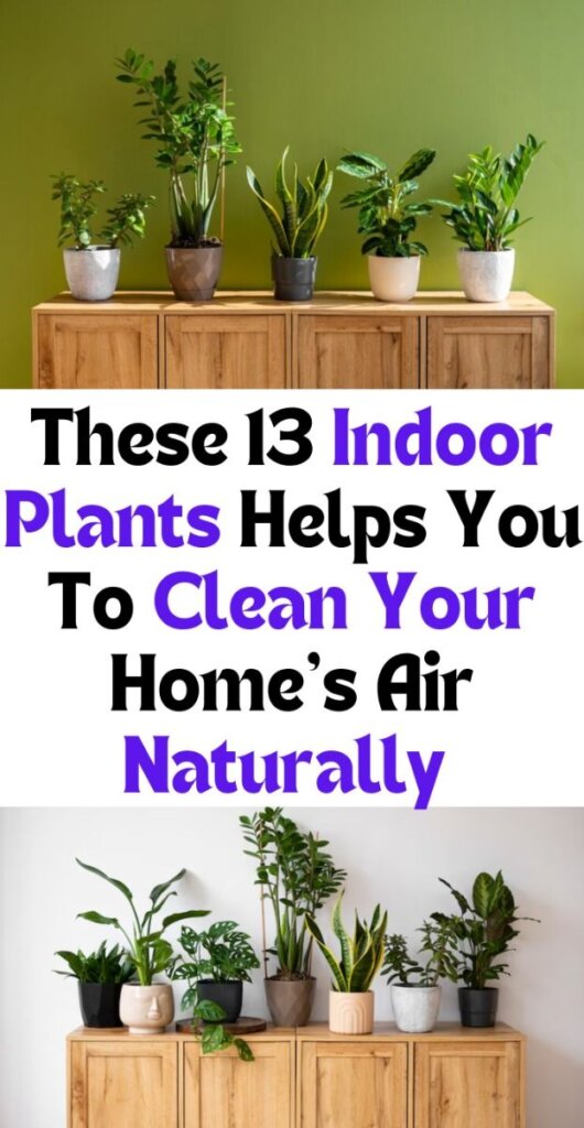 Indoor Plants Helps You To Clean Your Home's Air Naturally