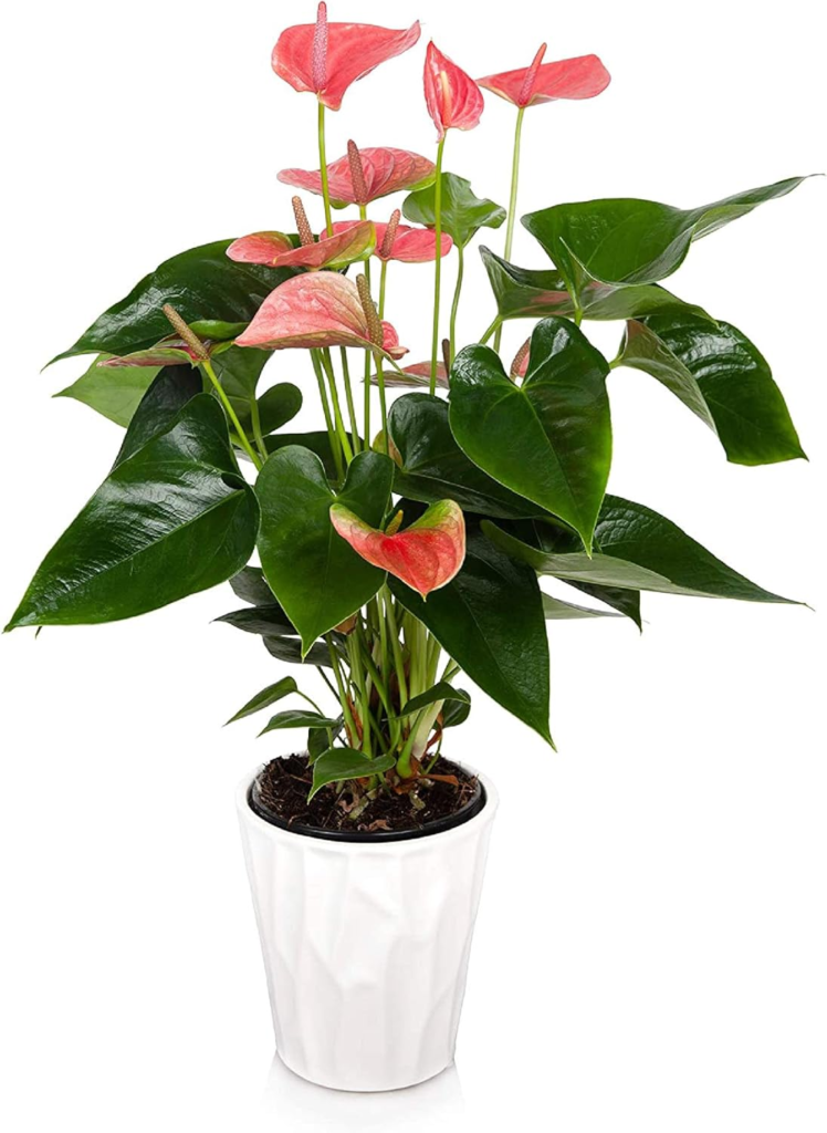 Flamingo Lily Plant