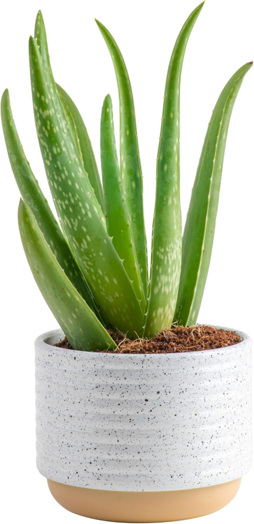 Aloe Vera Plant