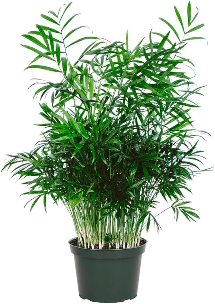 Parlor Palm Plant