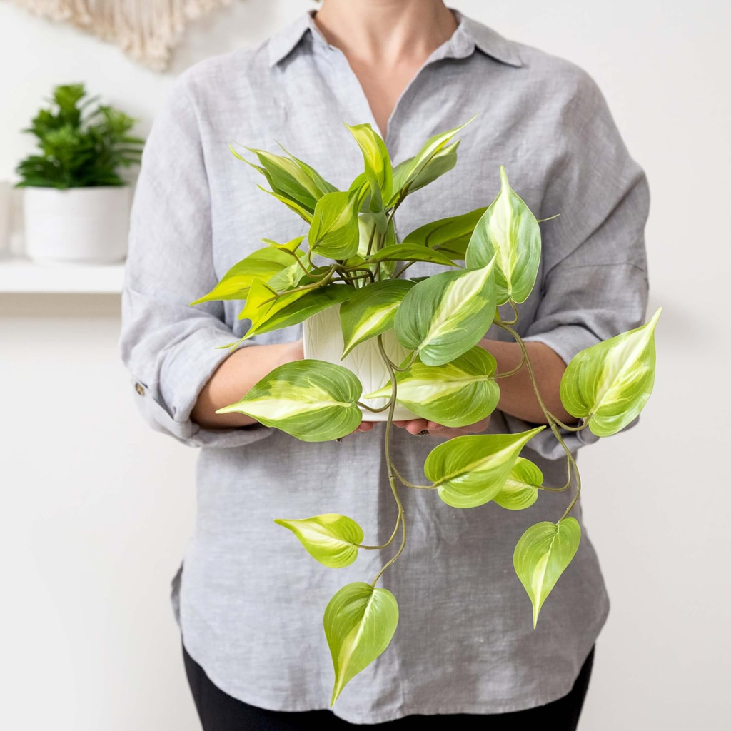 Pothos plant